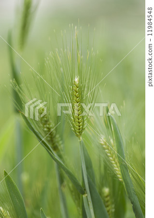 Ear of wheat 11984548