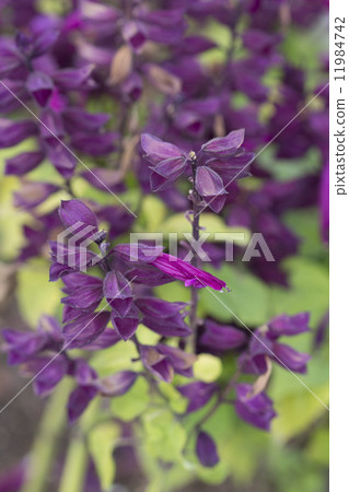 Purple salvia Purple salvia 11984742
