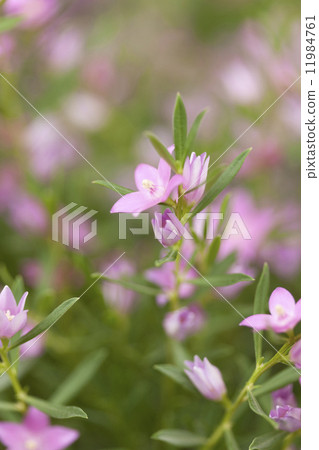 南十字花 11984761