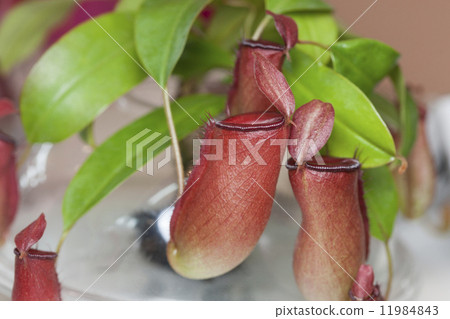 Ugubon Kuzura 11984843