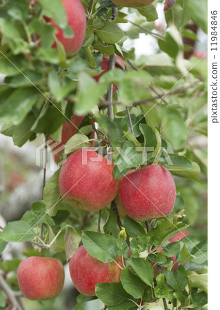 Apple farm sunshine Apple farm sunshine 11984846