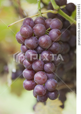 Vineyard Pione 11984891