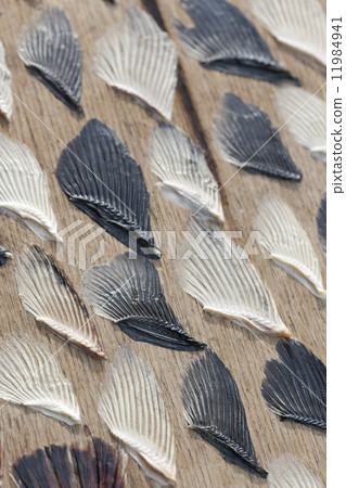 Dried fugue fin 11984941