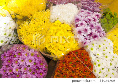 Chrysanthemum flower 11985206
