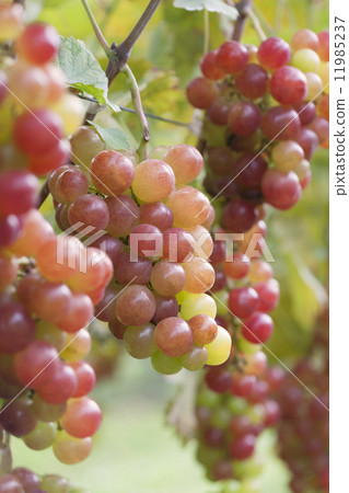 Vineyard Kai maiden 11985237