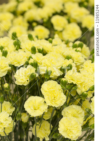 Carnation Carnation 11985244