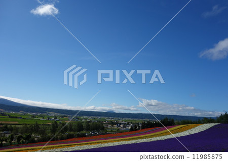 花田Nakafurano 7月 11985875