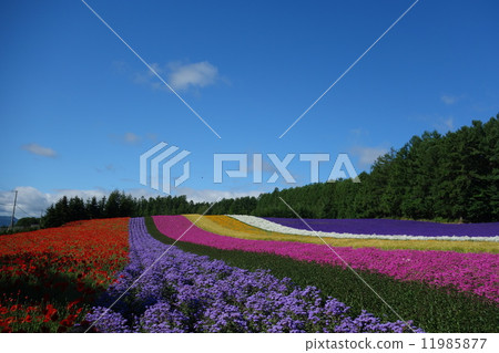 花田Nakafurano 7月 11985877