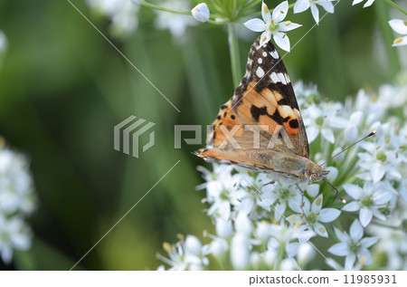 發臭到Nilanohana 發臭到Nilanohana 11985931