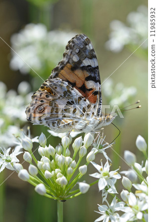 Stinking to the Nilanohana 11985932