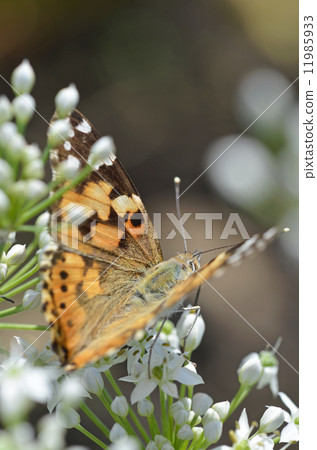 發臭到Nilanohana 發臭到Nilanohana 11985933