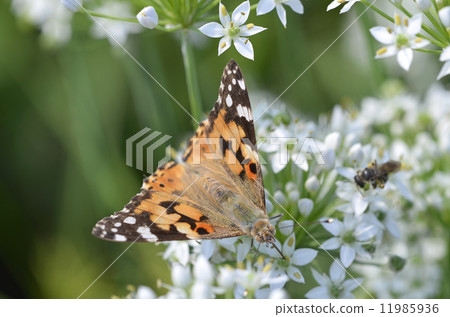 發臭到Nilanohana 11985936