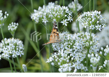 發臭到Nilanohana 11985937