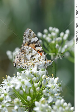 發臭到Nilanohana 11985938