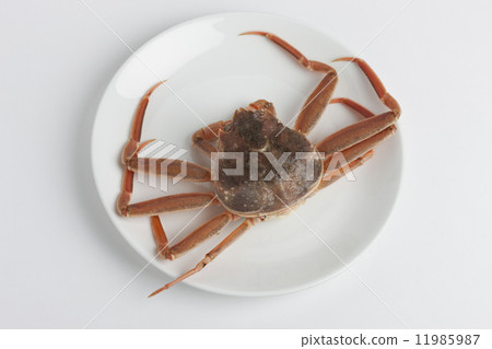 Coconut crab Coconut crab 11985987