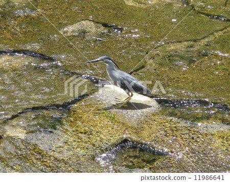 Sasagoi Sasagoi 11986641