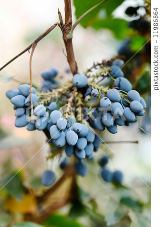 Fresh blue berries honeysuckle woodbine (lonicera) close up 11986864