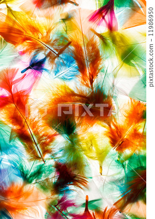 Colorful feathers 11986950