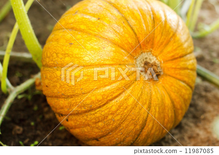 pumpkin in a farm field pumpkin in a farm field 11987085