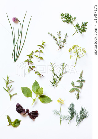 fresh herbs 11987175