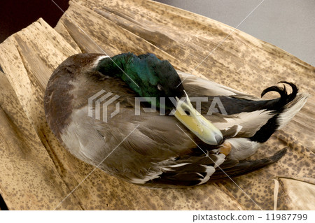 Duck Duck 11987799