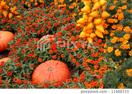 萬聖節圖像 11988133