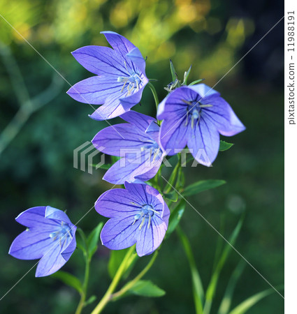 Balloon flowers Balloon flowers 11988191