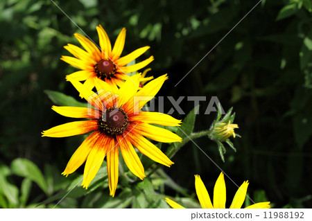 Bright yellow Rudbeckia flowers Bright yellow Rudbeckia flowers 11988192