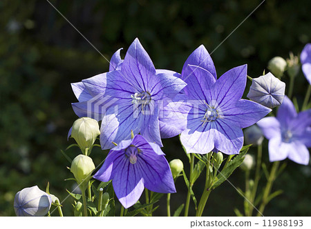 Balloon flowers (Platycodon grandiflorus) 11988193