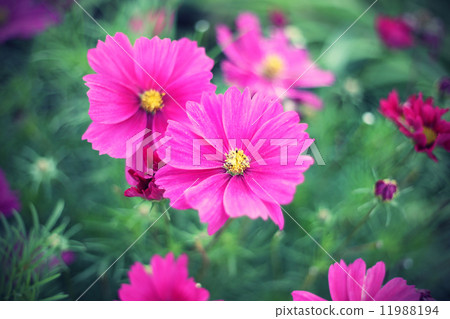 Nature background with pink Cosmos flowers Nature background with pink Cosmos flowers 11988194
