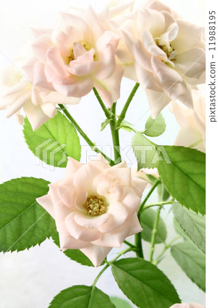 Branch delicate roses Branch delicate roses 11988195