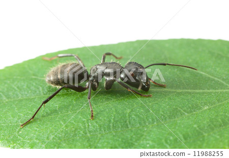 Macro of big ant Macro of big ant 11988255