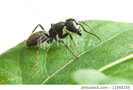 Black ant on green leaf Black ant on green leaf 11988256
