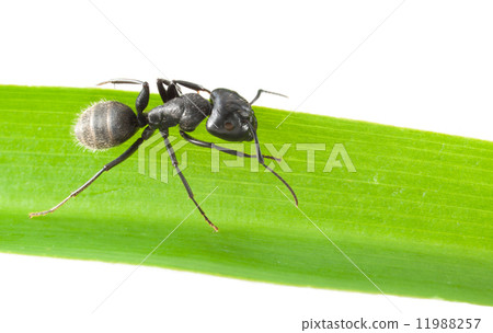 Ant on grass blade Ant on grass blade 11988257