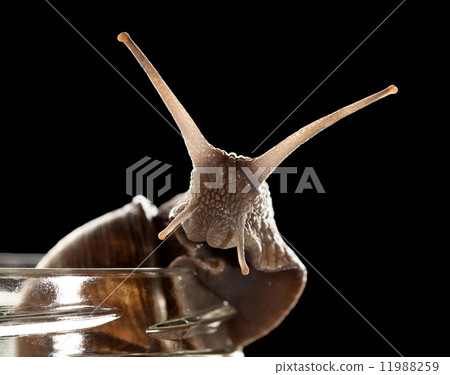 Snail stare from jar Snail stare from jar 11988259