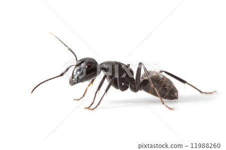 Ant side view 11988260