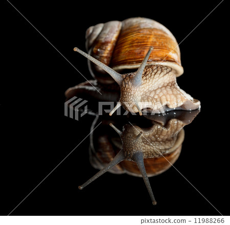 Low angle view of crawling snail 11988266