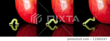 Pest worm an apple collection 11988267