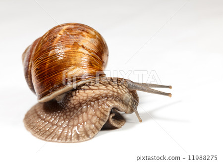 Curious snail look around Curious snail look around 11988275