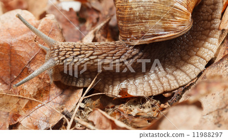 Garden snail in autumn Garden snail in autumn 11988297