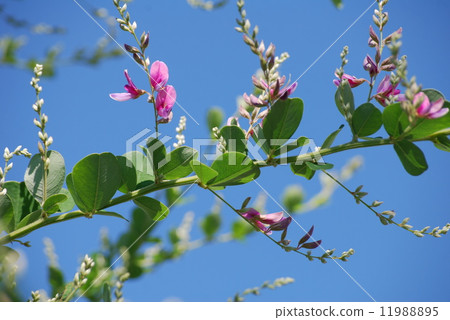Blue Sky and Hagi Flower Blue Sky and Hagi Flower 11988895