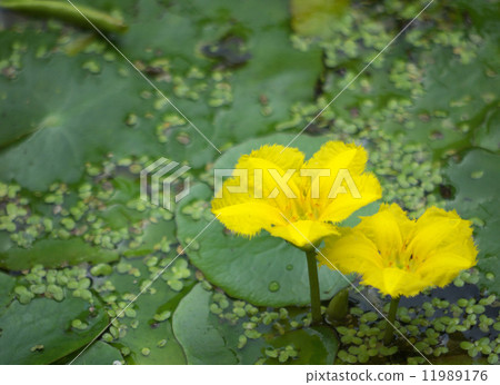 Asaza Asaza 11989176