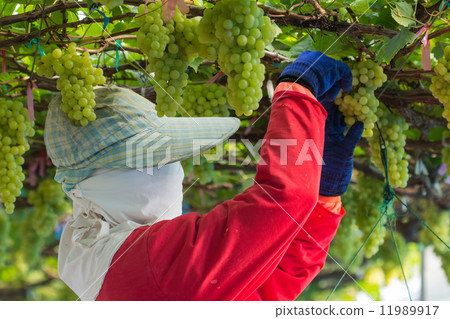 Grape harvesting 11989917