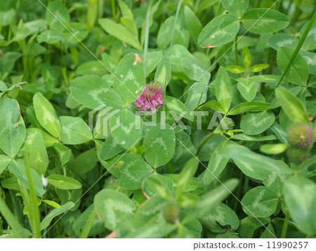 Shamrock Shamrock 11990257