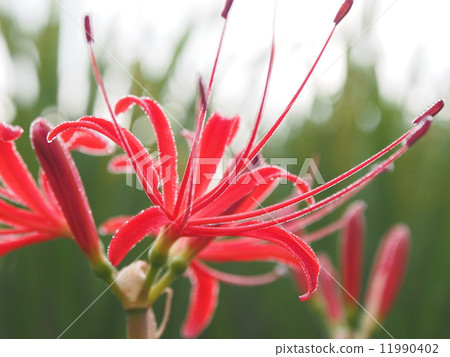 簇狀孤挺花紅色 簇狀孤挺花紅色 11990402