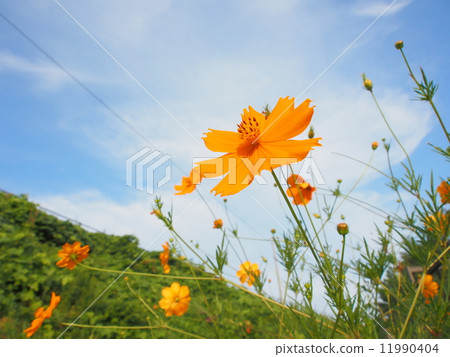 橙色宇宙 橙色宇宙 11990404