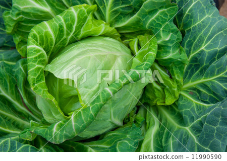cabbage cabbage 11990590