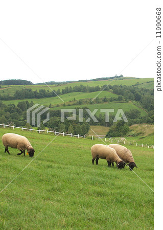 New Year's card material sheep New Year's card material sheep 11990668