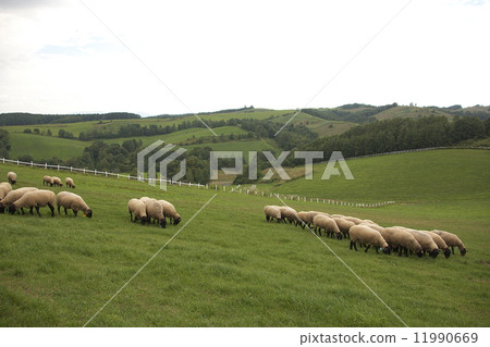 New Year's card material sheep New Year's card material sheep 11990669