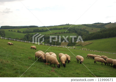 New Year's card material sheep 11990671